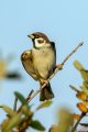 Poljski_vrabec_Tree_sparrow_28.jpg