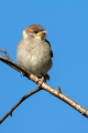Poljski_vrabec_Tree_sparrow_30.jpg
