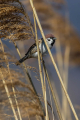 Poljski_vrabec_Tree_sparrow_37.jpg