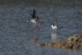 Polojnik_Black_winged_stilt_Himantopus_himantopus_Polojniki_Recurvirostridae_35.jpg