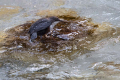 Povodni_kos_Dipper_25.jpg