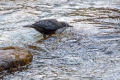 Povodni_kos_Dipper_27.jpg