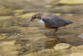 Povodni_kos_Dipper_42.jpg
