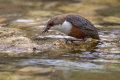 Povodni_kos_Dipper_46.jpg