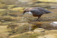 Povodni_kos_Dipper_48.jpg