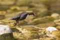 Povodni_kos_Dipper_49.jpg