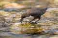 Povodni_kos_Dipper_50.jpg