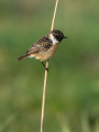 Prosnik_Stonechat_49.jpg