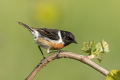 Prosnik_Stonechat_86.jpg