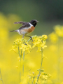 Prosnik_Stonechat_89.jpg