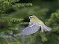 Rdeceglavi_kraljicek_Goldcrest_Regulus_regulus_54.jpg