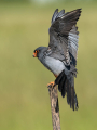 Rdecenoga_postovka_Red_footed_falcon_Falco_vespertinus_Sokoli_Falconidae_60.jpg