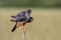 Rdecenoga_postovka_Red_footed_falcon_Falco_vespertinus_Sokoli_Falconidae_61.jpg