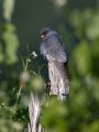 Rdecenoga_postovka_Red_footed_falcon_Falco_vespertinus_Sokoli_Falconidae_74.jpg