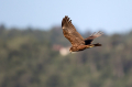 Rjavi_lunj_Marsh_harrier_Circus_aeruginosus_Orli_Accipitridae_50.jpg
