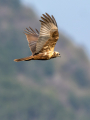Rjavi_lunj_Marsh_harrier_Circus_aeruginosus_Orli_Accipitridae_57.jpg