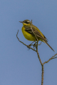 Rumena_pastirica_Yellow_wagtail_42.jpg