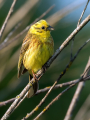 Rumeni_strnad_Yellowhammer_Emberiza_citrinela_Strnadi_Emberizidae_21~0.jpg