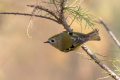 Rumenoglavi_kraljicek_Goldcrest_84.jpg
