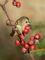 Rumenoglavi_kraljicek_Goldcrest_86.jpg