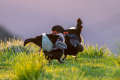 Rusevec_Black_grouse_Tetrao_tetrix_Koconoge_kure_Tetraonidae_Rusevec_66.jpg