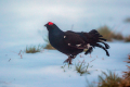 Rusevec_Black_grouse_Tetrao_tetrix_Koconoge_kure_Tetraonidae_Rusevec_80.jpg