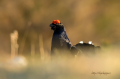 Rusevec_Black_grouse_Tetrao_tetrix_Koconoge_kure_Tetraonidae_Rusevec_85.jpg