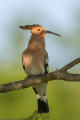 Smrdokavra_Hoopoe_Upupa_epops_Smrdokavre_Coraciidae_59.jpg