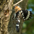 Smrdokavra_Hoopoe_Upupa_epops_Smrdokavre_Coraciidae_67.jpg