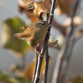 Strzek_Wren_Troglodytes_troglodytes_Strzki_Troglodytidae_54.jpg