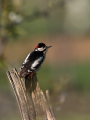 Veliki_detel_Great_spotted_woodpecker_Zolne_Zolne_Picidae_34.jpg