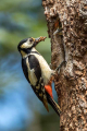 Veliki_detel_Great_spotted_woodpecker_Zolne_Zolne_Picidae_36.jpg