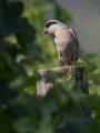 crnoceli_srakoper_Lesser_grey_shrike_Lanius_minor_srakoperji_Laniidae_66.jpg