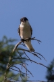 crnoceli_srakoper_Lesser_grey_shrike_Lanius_minor_srakoperji_Laniidae_68.jpg