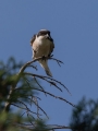 crnoceli_srakoper_Lesser_grey_shrike_Lanius_minor_srakoperji_Laniidae_71.jpg