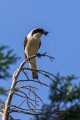 crnoceli_srakoper_Lesser_grey_shrike_Lanius_minor_srakoperji_Laniidae_73.jpg