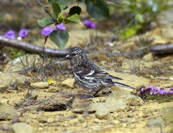 Klikni za ogled večje slike