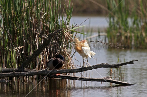 Klikni za ogled večje slike