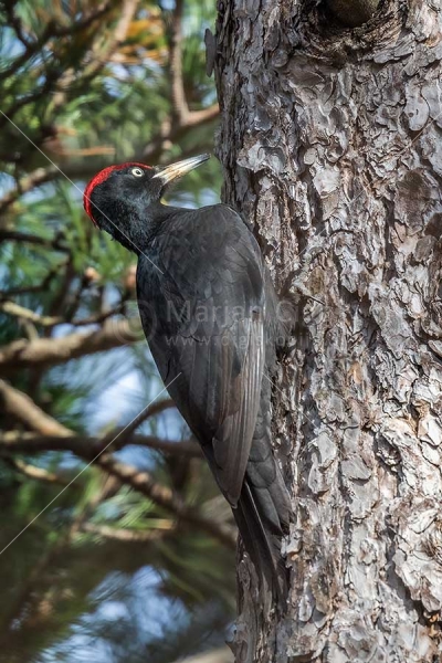 Klikni za ogled večje slike
