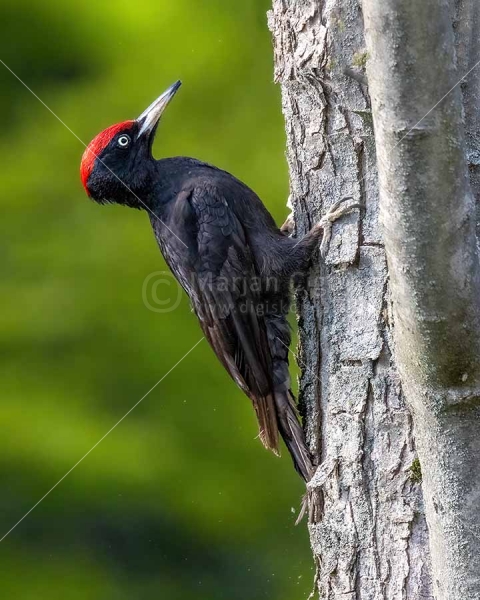 Klikni za ogled večje slike