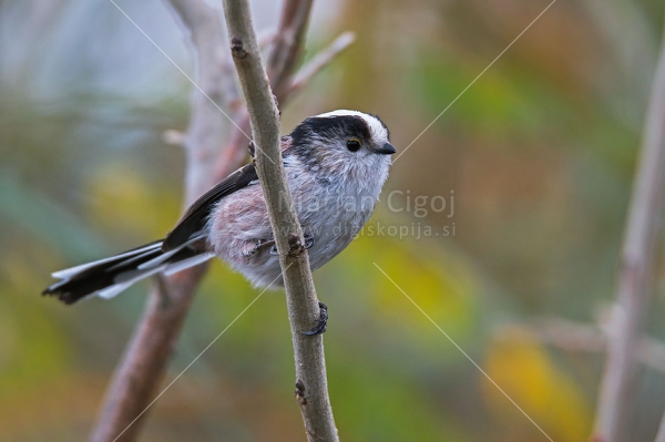 Klikni za ogled večje slike