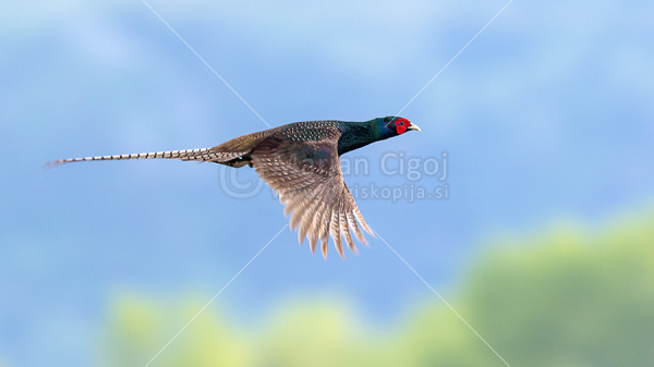 Klikni za ogled večje slike