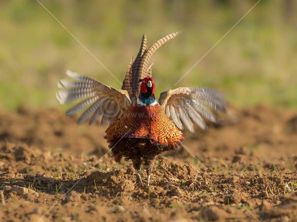 Klikni za ogled večje slike