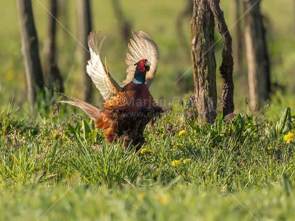 Klikni za ogled večje slike