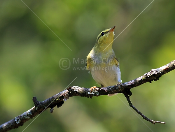 Klikni za ogled večje slike