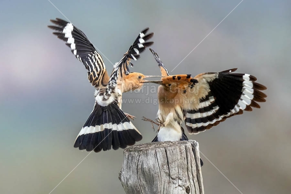 Klikni za ogled večje slike