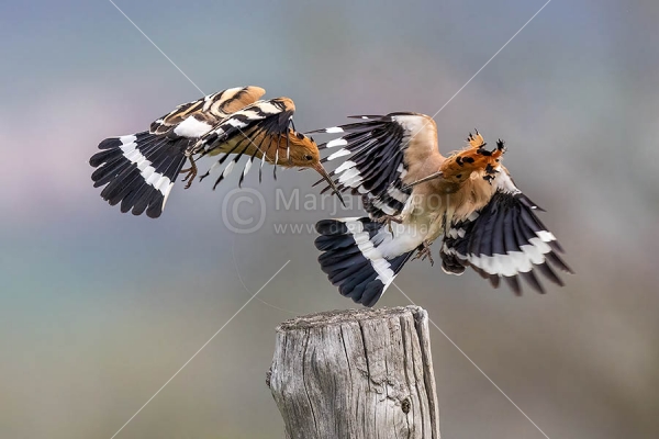Klikni za ogled večje slike