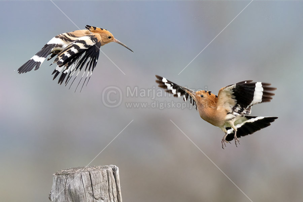Klikni za ogled večje slike