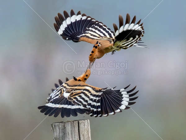 Klikni za ogled večje slike