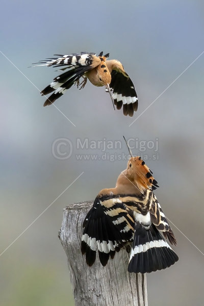 Klikni za ogled večje slike